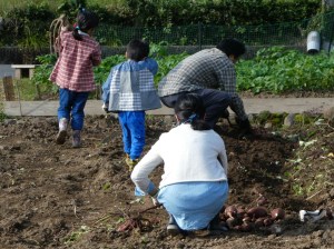 芋掘りの様子