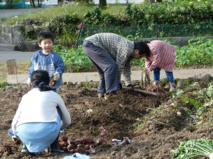 芋掘りの様子