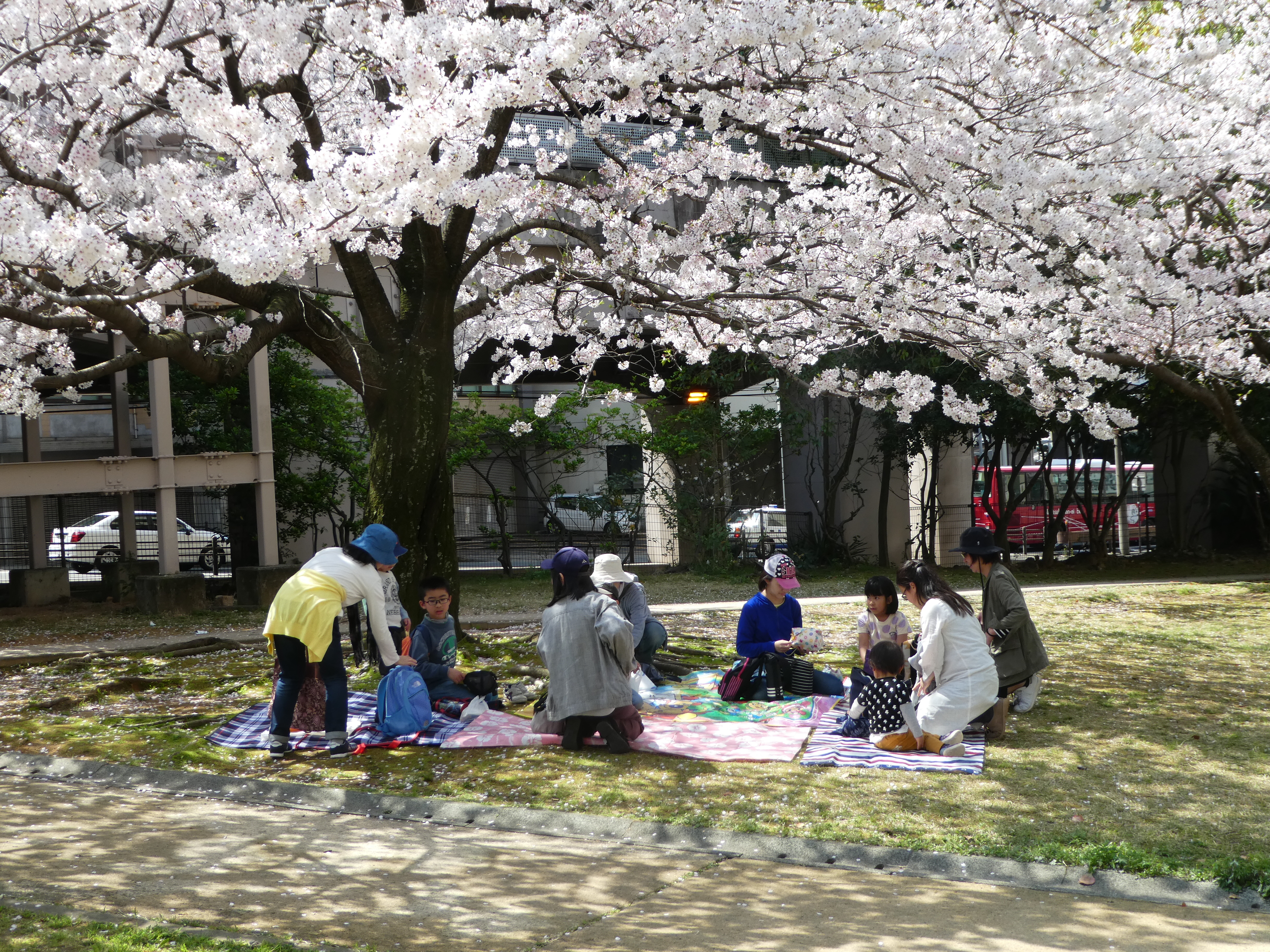 敷物を敷いてお弁当の準備