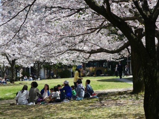 桜の下でお弁当